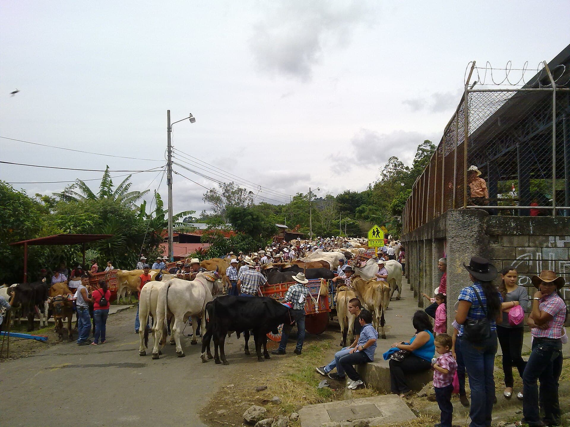 Oxen pulling a painted cart in a desfile de boyeros on the Cerros de Escazú, the same parade that closes Alajuelita's January festivities